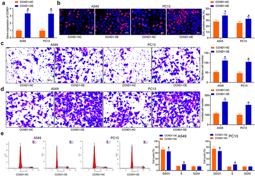 Figure 2. CCND1-overexpressing lung cancer cells show enhanced proliferation and S phase arrest. (a) validation of CCND1-OE transfection efficacy by RT-qPCR; (b) the proliferative activity of lung cancer cells examined by EdU; (c) cell migration activity examined by Transwell assay; (d) cell invasion activity examined by Transwell assay; (e) the cell cycle examined by flow cytometry. Error bars represent standard deviations of the means of three biological replicates. Values represent means ± SD. *p < 0.05. Results were analyzed by two-way ANOVA, followed by Tukey’s post hoc tests.