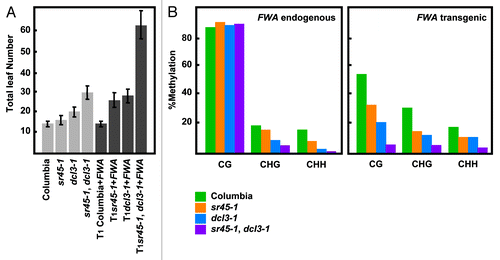 Figure 1.sr45–1 de novo DNA methylation phenotype. (A) Flowering time of Columbia, sr45–1, dcl3–1 and sr45–1, dcl3–1 double before and after FWA transformation. Flowering time is measured as the total number of leaves at the time of flowering. (B) Methylation levels at endogenous and transgenic FWA after FWA transformation. The 594 base-pair repeated region in the 5′ UTR was analyzed. The methylation state of the FWA endogene should remain unaltered by the presence of the FWA transgene. All samples were analyzed in the T1 generation.