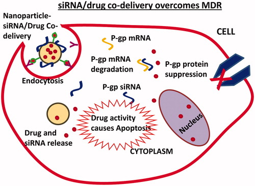 Figure 2. Nanoparticle-based co-delivery of siRNA and chemotherapeutic drug overcomes MDR by siRNA-mediated p-glycoprotein (p-gp) suppression. Increased drug accumulation in cells triggers apoptosis mechanisms.