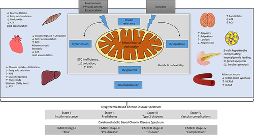Figure 1 Mitochondrial dysfunction plays a central role leading to metabolic perturbations in different organ systems, including skeletal muscle, heart, the liver, brain, adipose tissue, pancreas, and blood vessels. Metabolic disturbances, including insulin resistance, dysglycemia, dyslipidemia, and hypertension, act as a metabolic driver concurrently and independently to produce different stages of DBCD/ CMBCD. The four stages of DBCD and CMBCD are depicted at the bottom.