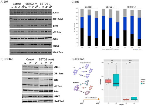 Figure 4. Neither DNA damage response nor cell cycle progression are affected by loss of SETD2 when exposed to DNA-damaging chemotherapy. (A, B) Western blot analysis of whole cell lysates collected at various timepoints after exposure to 6-thioguanine from (A) 697 and (B) KOPN-8 cell lines. (C) Cell cycle in 697 cells measured following 72–120 h of treatment with 6-TG by PI staining using flow cytometry and percentage of cells in each phase were calculated using FlowJo software watson (pragmatic) modeling. (D) 6-TG mutation rate measured by performing Whole exome sequencing on three single cell clones each from KOPN-8 control and SETD2-/+(A) pre and post 9 days of treatment. Total mutations and G to a or C to T transitions were calculated using pretreated clone as the reference.
