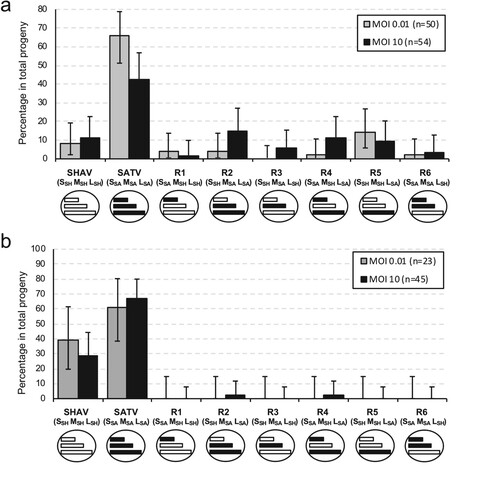 Figure 4. Distribution of progeny viruses obtained after co-infection experiment in BHK-21 mammalian (a) and insect (b) cells (passage 0). Gray boxes represent frequency of progeny viruses obtained after co-infection at MOI 0.01 and black boxes represent frequency of progeny viruses obtained after co-infection at MOI 10. Parental and reassortant viruses and theirs respective genotypes (S, M, L) are indicated below each box and are illustrated by schematic viruses with coloured segments (white for SHAV segment and black for SATV segment). Error bars represent the confidence intervals of each virus frequency (α = 0.05).