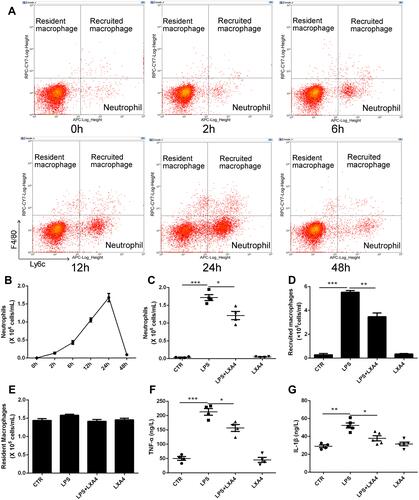 Figure 1 LXA4 reduces inflammatory cell infiltration to accelerate the resolution of LPS-induced pulmonary inflammation. Mice received 1 mg/kg LPS by intratracheal atomization then LXA4 (0.1 µg/mouse) by intraperitoneal injection. As assessed by flow cytometry, resident macrophages were F4/80+Ly6C−, recruited macrophages were F4/80+Ly6c+, and neutrophils were F4/80−Ly6c+ (A). LPS up-regulated neutrophil (B and C) and recruited macrophage (D) number, and increased TNF-α (F) and IL-1β (G) concentration in the BALF. LXA4 treatment markedly attenuated these effects. No changes in resident macrophage (E) numbers were seen in these groups. The data are presented as the mean ± SEM, n =6- 9. *p<0.05, **p<0.01,***p<0.001.