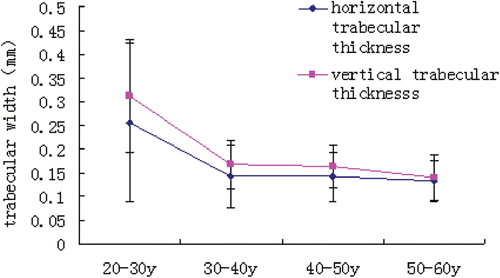 Figure 3.  Trabecular thickness of each age group.