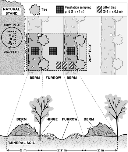 Figure 1. Schematic representation of one sampling site, showing the distribution of the vegetation sampling grids and litter traps within the hybrid poplar plantation and natural uncut forest stand (top), and the soil profile created by the ‘V-blade’ site preparation treatment (bottom). The figure is not to scale. For ease of reading, all sampling plots are not included in the figure. Refer to Section 2 for the actual number of sampling grids and litter traps.