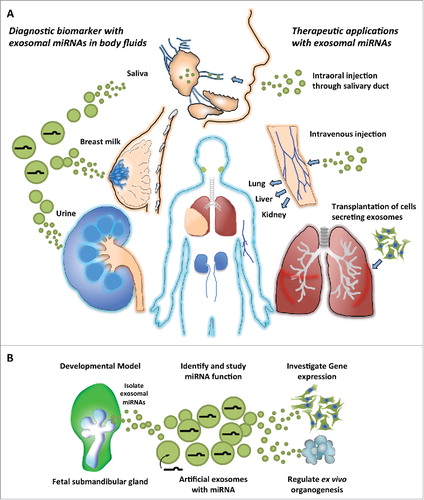 Figure 2. Model of exosomal microRNA (miRNA) applications from development to therapy. (A) Clinical applications with exosomal miRNAs. Exosomal miRNAs in body fluids can be useful as non-invasive biomarkers for monitoring the physiologic and disease conditions of the human body. Potential uses of exosomes as miRNA carriers have also been proposed for therapeutics. The representative organs shown require epithelial-mesenchymal interactions during development. (B) Exosomal miRNAs derived from SMG mesenchyme guide the development of therapeutics. Treatment with mesenchymal exosomes could deliver endogenous or artificial miRNAs packaged in the exosomes to cells in vitro or to organs ex vivo. These miRNAs could regulate gene expression and influence the transcriptome to direct proliferation and/or differentiation of the recipient organs, which could have potential to repair or regenerate damaged tissues and restore function.