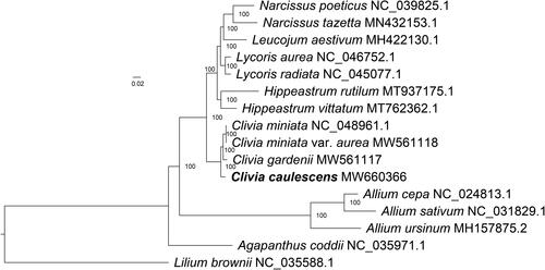 Figure 1. Maximum-likelihood (ML) tree based on the complete chloroplast genome sequences of Clivia caulescens and 14 other species, using Lilium brownii (Liliaceae) as the outgroup. Bootstrap values are indicated at the nodes.