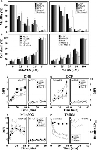 Figure 2. MitoVES is toxic to MM cells and causes ROS generation and ΔΨm,i dissipation. Ist-Mes-2, MM-BI, Meso-2, H28, and AE17 cells were seeded and allowed to reach 60–70% confluency. The cells were then incubated with α-TOS or MitoVES for 24 hours at the concentrations shown, and viability assessed by the crystal violet (A) and cell death by the annexin V/PI method (B). Panels (C–E) show increase in the level of ROS, evaluated as mean fluorescence intensity (MFI), assessed in MM cells exposed to MitoVES (5 µM) and α-TOS (100 µM) using the fluorescent probes DHE, DCF, and MitoSOX, respectively, and flow cytometry. Panel (F) reveals the relative levels of ΔΨm,i in MM cells exposed to MitoVES (5 µM) and α-TOS (100 µM). The data are mean values ± SD (n = 3).