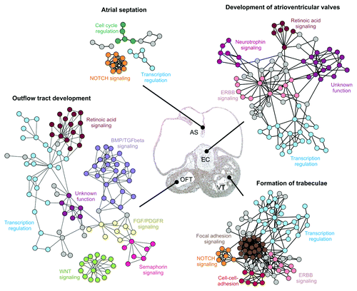 Figure 5. Examples of signaling networks involved in development of specific anatomical structures of the heart. Protein-protein interaction networks involved in atrial septation, outflow tract development, atrioventricular valve development and formation of trabeculae are shown. Functional clusters within the networks are color coded. Tissues affected by the networks are marked in a hematoxylin-eosin stained frontal section of the heart from a 37 d human embryo. Abbreviations: AS, atrial septum; EC, endocardial cushions; OFT, outflow tract; VT, ventricle. The figure is modified from ref. Citation212