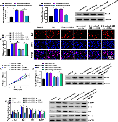 Figure 6 The miR-452-5p/Mbnl1 axis regulated HG-induced proliferation and fibrosis-related protein expression in mouse MCs. (A and B) The expression levels of Mbnl1 mRNA and protein were detected by qRT-PCR and Western blot in MCs transfected with anti-miR-NC, anti-miR-452-5p, anti-miR-452-5p+si-NC or anti-miR-452-5p+si-Mbnl1. (C–F) MCs were transfected with or without anti-miR-NC, anti-miR-452-5p, anti-miR-452-5p+si-NC or anti-miR-452-5p+si-Mbnl1 and then treated with HG or normal control.(C) EDU proliferation assay was performed to determine cell proliferation. (D) CCK-8 was used to detect cell viability. (E) The expression level of PCNA was determined by Western blot. (F) The expressions of DN fibrosis-related proteins α-SMA, Col I, FN and Col IV were detected by Western blot. *P<0.05.