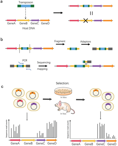 Figure 2. Schema of transposon insertion sequencing. (a) Transposon containing inverted repeats at both ends and an antibiotic resistance selection marker is inserted into bacterial genomic DNA to disrupt Gene B. (b) Transposon insertion points of each mutant are determined and mapped through breaking, adding adaptors, PCR amplification, and sequencing. (c) Bacterial mutant libraries are grown in vitro or in vivo, and the analysis of the relative abundance of insertion mutants under each growth condition can define the fitness of genetic elements.