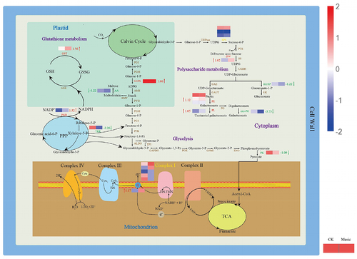 Figure 7. The metabolic mechanism of duckweed was influenced by music. Metabolites (in black) and proteins with enzymes and transporters are shown. The arrows beside or through proteins indicate the directions of catalytic reactions or transportation. Red arrows represent upregulation, green arrows represent downregulation, and yellow arrows represent mixed regulation. The heat map next to the arrow showed the expression of different genes encoded the protein in Music and CK duckweed. Red meant high expression; blue meant low expression. (INV: in+vertase, SPS: sucrose-phosphate synthase, G1PA: glucose-1-phosphate adenylyltransferase, PK: pyruvate kinase, PE: pectinesterase, PL: pectate lyase, exo-PG: galacturan 1,4-alpha-galacturonidase, AtUSP: UDP-sugar pyrophosphorylase, AA: alpha-amylase, GST: glutathione S-transferase, PGD:6-phosphogluconate dehydrogenase, TRK: transketolase, ND5: NADH-ubiquinone oxidoreductase chain 5, NdhB: NAD (p) H-quinone oxidoreductase subunit 2).