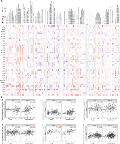 Figure 3 Correlation analysis between SLC35A2 expression and immune cell infiltration. (A) The thermogram represents the relationship between various immune cells and the expression of the SLC35A2 gene in all cancers. (B) The scatter plot represents the relationship between MDSC infiltration and SLC35A2 gene expression in LIHC, LUAD, STAD, HNSC, PAAD, and BRCA.