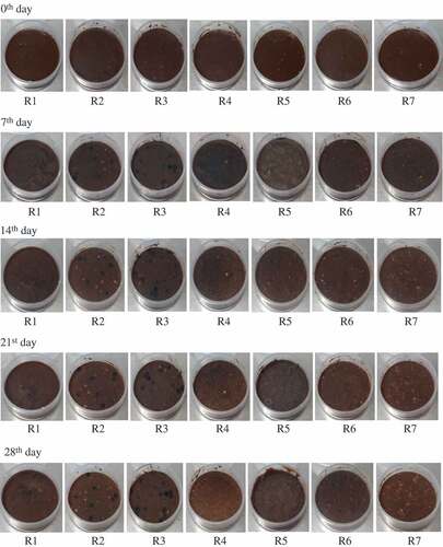 Figure 1. Sensory changes of chocolate as a result of fortification with free iron, iron biosorb to the biomass and the biomass. R1- control; R2&R3- free iron-fortified chocolate; R4&R5- iron biosorbed B. subtilis biomass-fortified chocolate; R6&R7- free B. subtilis biomass fortified chocolate
