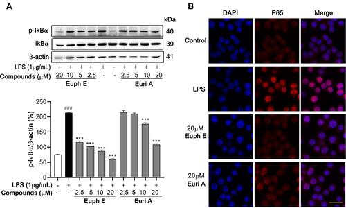 Figure 6 Effects of compounds on IκBα/NF-κB signaling pathway in macrophages. Cells were pretreated with Euph E or Euri A for 1 h, followed by co-incubated with LPS (1 μg/mL) for 30 min. (A) The protein levels of phospho-IκBα and IκBα were detected by Western blot analysi. Actin was probed as an internal control. The experiments were performed in triplicate (Supplementary Figure S7). Compared with control group, ###P<0.001; Compared with LPS group, ***P<0.001. (B) The nuclear translocation of NF-κB p65 was detected by immunofluorescence. Nuclei were stained with DAPI (blue). Scale bar=20 μm.