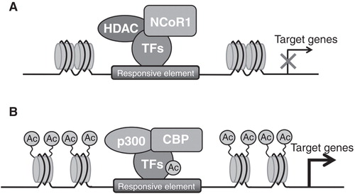 Figure 5. NCoR1 modulates transcription of oxidative genes in skeletal muscle. (A) NCoR1 is recruited on the responsive element in the promoter of PPAR and ERR target genes forming a repressive complex and inhibiting the expression of these genes. (B) The ablation of NCoR1 leads to HDACs dissociation and to the recruitment of the acetyltransferases p300/CBP with the consequent derepression of target gene transcription.