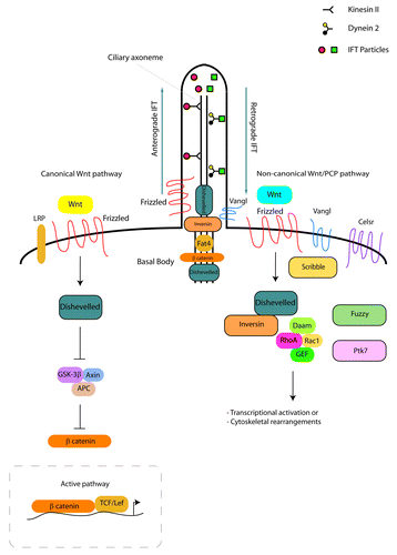 Figure 2. Ciliogenesis and Wnt signaling in the kidney. Ciliogenesis depends on anterograde and retrograde transport involving kinesin II, dynein 2 and IFT proteins. The canonical Wnt signaling pathway (left side of figure) initiates when a Wnt ligand binds to a Frizzled receptor in the presence of LRP. This activates Dishevelled that inhibits the β-catenin destruction complex (GSK3β, APC, Axin). In the active pathway, β-catenin accumulates in the cytosol and causes the transcriptional activation of Wnt target genes. In the non-canonical Wnt/PCP signaling pathway in the kidney (right side of figure), the binding of a Wnt ligand will result in the activation of Frizzled and Dishevelled, leading to downstream cytoskeletal rearrangements or transcriptional activation through the activation of RhoA or Rac1. Core molecules (Vangl, Celsr, Scribble) are important for non-canonical Wnt/PCP signaling, while effector PCP molecules (Fuzzy, Fat4, Ptk7) are significant for kidney morphogenesis. A number of Wnt signaling proteins localize to the basal body (Dishevelled, β-catenin, Fat4) or base (Inversin, Dishevelled, Frizzled, Vangl) of kidney primary cilia.