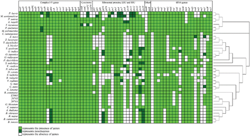 Figure 2. Gene content in sequenced mitogenomes from 38 plant species (2074A, 2074S, and E5903 were two sterile lines and one restoring line associated with cotton, respectively). The genes included encode proteins, rRNAs, and tRNAs. Protein-coding genes are shown in the following order (top to bottom): those associated with complex I-V, cytochrome C synthetase subunits, ribosomal protein large and small subunits, and intron maturase. Boxes in light green, dark green, and white represent intact genes, pseudogenes, and the absence of genes, respectively. The maximum likelihood phylogenetic tree was constructed based on 17 mitochondial genes related to the respiratory chain: nad1, nad2, nad3, nad4, nad4L, nad5, nad6, nad9, cob, cox1, cox2, cox3, atp1, atp4, atp6, atp8, and atp9.