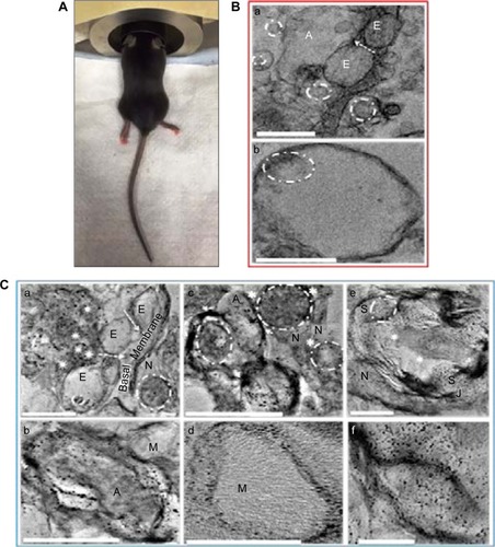 Figure 1 Illustration of MENP delivery to the brain under the influence of static magnetic field (A). Ex-vivo TEM image of brain tissue of control (B) and MENP-injected (C) mice.Notes: MENPs are capable of navigating across the BBB (Ba vs Ca); direction of movement across tight junctions of layers of E is indicated by arrows. MENPs are able to reach target sites, including N, A, and M, and are also observed in S, E, and blood cells (☼). Most MENPs are uniformly distributed in the brain tissue/cells and are able to reach nucleus (dotted circles), but some agglomeration of MENPs in cell membranes and their entrapment in endosomes are also observed (solid arrow heads). *Represents synapses (Cc), J represents neuromuscular junction between S and the axon terminal (Ce). Scale bars: 1 µm (Ba; Ca, b, and e) and 0.5 µm (Bb; Cc, d, and f). Republished from Kaushik A, Jayant RD, Nikkhah-Moshaie R, et al. Magnetically guided central nervous system delivery and toxicity evaluation of magneto-electric nanocarriers. Sci Rep. 2016;6:25309.Citation20Abbreviations: MENP, magnetoelectric nanoparticle; TEM, transmission electron microscopy; BBB, blood–brain barrier; E, endothelial cells; N, neurons; A, astrocytes; M, microglia; S, smooth muscle cells; sc, Schwann cells; J, neuromuscular junction.