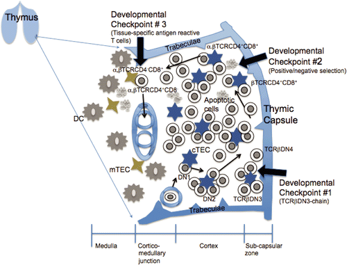 Figure 1.  Thymocyte trafficking, development and selection. T-Lymphoid progenitor cells enter the thymus via the vasculature and migrate through the cortical region via chemokine signaling initially with a double negative (DN) phenotype. At developmental checkpoint #1, CD4-CD8-CD25+CD44- (double-negative 3, DN3) thymocytes are required to undergo gene rearrangement to encode TCRβ chain. These thymocytes then migrate through the cortical region and differentiate into a CD4+CD8+ (double positive; DP) phenotype under control by transforming growth factor-β (TGFβ). At developmental checkpoint #2, the highly motile unselected DP thymocytes interact with the cortical thymic epithelial cells (cTEC), and undergo positive and negative selection (central tolerance). The surviving thymocytes differentiate into CD4+ or CD8+ single positive (SP) cells. These cells migrate to the corticomedullary junction encountering the medullary thymic epithelial cells (mTEC), developmental checkpoint #3, and are screened for tissue specific antigen reactivity and deleted. Select medullary SP thymocytes also differentiate to become regulatory T-cells. Upon final maturation and differentiation the T-cells migrate out of the thymus through the blood vessels.