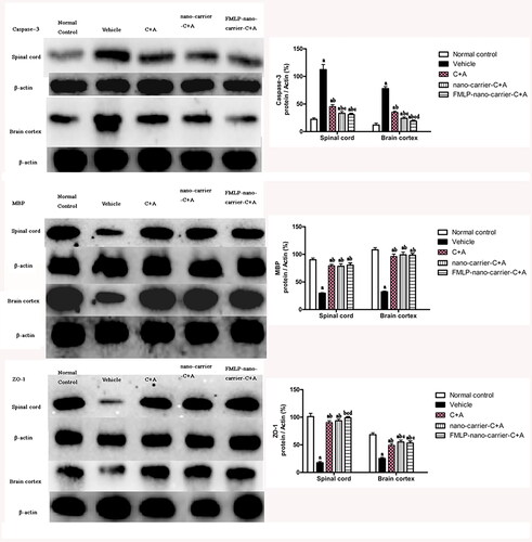 Figure 8. Effects of C + A compounds on the expression of MBP (A,B), caspase-3 (C,D), and ZO-1 (E,F). left panels show western blots of MBP, capsase-3, and ZO-1 in different groups; right panels show quantitative analysis of the expression of capsase-3, MBP, and ZO-1 in different groups. a, p < .05 vs. normal control group; b, p < .05 vs. vehicle group; c, p < .05 vs. C + A group; d, p < .05 vs. nano-carrier C + A group.