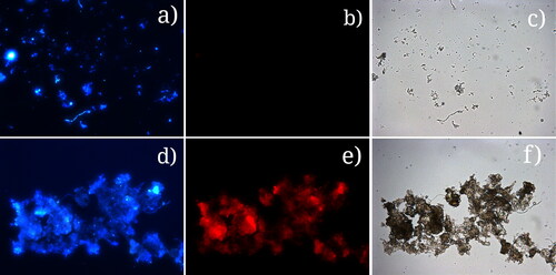 Figure 8. Images of disintegrated biofilm from the initial stage of the experiment (191 h): DAPI (a); FISH for genus Pseudomonas (b); light microscopy (c). Images of disintegrated biofilm from the final stage of the experiment (623 h): DAPI (d); FISH for genus Pseudomonas (e); light microscopy (f).