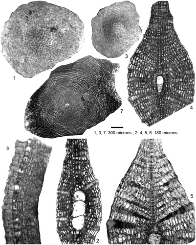 Plate 7. External views of D. ranikotensis and D. archiaci (1, 3), vertical sections of D. archiaci, D. ranikotensis and S. tibetica (2, 4–6), and equatorial section of D. dispansa (7). 1–2: D. ranikotensis Davies. megalospheric specimen showing the evenly distributed pillars, coarser in the umbonal part (1) and vertical section showing the development of lateral chamberlets and high equatorial chambers (2), early Eocene Patala Formation, Thal, NW Pakistan, 1: THAL.B-124, see Figure 12 for the embryonic features of the same specimen. 2: THAL.B-132, same specimen with Plate 6, Figure 1. 3–5: D. archiaci (Schlumberger) bakhchisaraiensis Less. megalospheric form showing the external test features (3), vertical sections illustrating the development of lateral chamberlets and low equatorial chambers (4–5), 3 & 4 from early Eocene Patala Formation, Thal, NW Pakistan, 5 is from early Eocene of Sarıyaka, Kırıkkale, C Turkey. 3: THAL.B-126, 4: THAL.B-130, same specimen as in Plate 6, Figures 3, 5: 396–20. 6: S. tibetica (Douvillé). vertical section of microspheric form showing well-developed lateral chamberlets on the dorsal side of the almost concave-convex test., late Paleocene Lockhart Limestone (SBZ 4) in Nammal Gorge, Salt Range, N Pakistan, NAM.6–9. 7: D. dispansa (Soweby) ex. interc. taurica-broennimanni Less. equatorial section showing semi-nephrolepidine- type small embryon. early Eocene Patala Formation, Thal, NW Pakistan, THAL.A-43.