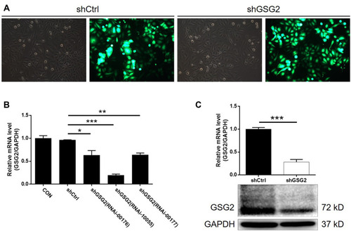 Figure 2 The construction of GSG2 knockdown cell line. (A) The transfection efficiencies of shGSG2 and shCtrl in HO-8910 cells were evaluated through observing the GFP signal. (B) The knockdown efficiencies of 3 shRNAs targeting GSG2 in HO-8910 cells were evaluated by qPCR. (C) The knockdown efficiency of GSG2 in HO-8910 cells was detected by qPCR and Western blotting. Data were shown as mean with SD. *P < 0.05, **P < 0.01, ***P < 0.001.