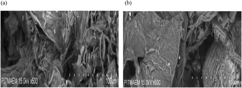 Figure 1. Scanning electron micrographs for the studied biosorbent (T. resupinatum) before (a) and after (b) binding of Cd(II) ions.