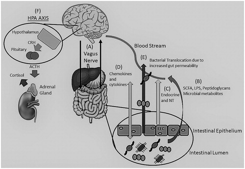 Figure 1. The Brain-Gut-Microbiome Axis. Depiction of the bidirectional (two-way) communication between the brain and gut through the vagus nerve (A) and the immune system. Communication is achieved through various mechanisms including microbial by-products, such as SCFA, LPS and peptidoglycans (B), release of neurotransmitters (GABA, Norepinephrine, Serotonin, Acetylcholine, and others) and endocrine messengers via the enteroendocrine cells (C) as well as chemokine and cytokine release that can lead to neuroinflammation (D). Stress can influence the microbiota causing dysbiosis leading to an alteration of the immune system, SCFA and tryptophan levels, increasing gut permeability (“Leaky gut) (E) and activation of the HPA axis (F). Adrenocorticotropic hormone (ACTH), Cortisol Releasing Hormone (CRH), Enteroendocrine cells (EEC), y-aminobutyric acid (GABA), Lipopolysaccharides (LPS), Neurotransmitters (NT), Short Chain Fatty Acids (SCFA).