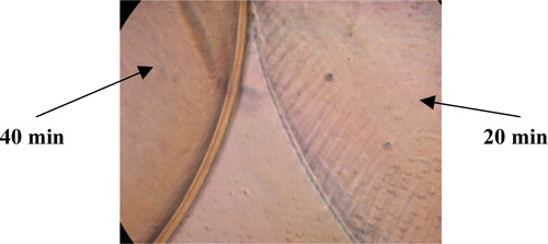 Figure 9.  Microscopic photograph of 2 mm beads placed in poly-L-lysine solution for 20 minutes and 40 minutes, respectively.