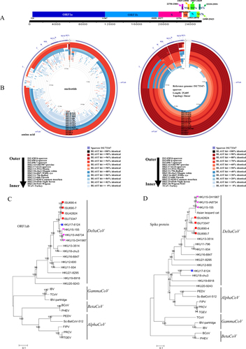 Fig. 1 Characterization of sparrow deltacoronavirus (SpDCoV).a Genome organization of SpDCoV ISU73347. b Nucleotide and amino acid comparison of ISU73347 with three sparrow coronaviruses and other reference strains (PDCoV strain HKU15-OH1987, KJ462462; sparrow CoV strain HKU17-6124, NC_016992; munia CoV strain HKU13-3514, NC_011550; magpie robin CoV strain HKU18-chu3, NC_016993; white-eye CoV HKU16-6847, JQ065044; bulbul CoV strain HKU11-796, FJ376620; thrush CoV strain HKU12-600, NC_011549; common moorhen CoV strain HKU21-8295, NC_016996; night heron CoV strain HKU19-6918, NC_016994; wigeon CoV strain HKU20-9243, JQ065048; TCoV, turkey coronavirus, NC_010800). Analysis was completed using CGView Comparison Tool software. The corresponding strains/samples for rings are detailed on the bottom. ORF open reading frame, S spike, E envelope, M membrane, N nucleocapsid, NS6, NS7a, NS7b, and NS7c represent nonstructural proteins 6, 7a, 7b, and 7c, respectively. c Phylogeny of ORF1ab amino-acid sequences. d Phylogeny of spike protein sequences. The sparrow deltacoronavirus strains identified in this study are indicated with red squares, HKU17-6124 is marked with a blue square, and three HKU15 strains are marked with a pink triangle. The phylogeny was inferred using the neighbor-joining method in MEGA version 7.0. Statistical support was obtained using bootstrap resampling (1000 replications) and is drawn on the inferred tree. Reference sequences representing coronavirus diversity were obtained from NCBI GenBank (PEDV, porcine epidemic diarrhea virus, NC_003436; Sc-BatCoV-512, Scotophilus bat coronavirus 512, NC_009657, TGEV transmissible gastroenteritis virus, AJ271965, FIPV feline infectious peritonitis virus, NC_002306, PRCV porcine respiratory coronavirus, DQ811787, PHEV porcine hemagglutinating encephalomyelitis virus, DQ011855, BCoV bovine coronavirus, NC_003045, IBV infectious bronchitis virus, NC_001451, IBV-partridge partridge coronavirus, AY646283, TCoV turkey coronavirus, NC_010800; bulbul, CoV strain HKU11-796, FJ376620; bulbul CoV strain HKU11-934, FJ376619; thrush CoV strain HKU12-600, NC_011549; munia CoV strain HKU13-3514, NC_011550; PDCoV strain HKU15-OH1987, KJ462462; PDCoV strain HKU15-IA8734, KJ567050; PDCoV strain HKU15-155, JQ065043; white-eye CoV strain HKU16-6847, JQ065044; sparrow CoV strain HKU17-6124, NC_016992; magpie robin CoV strain HKU18-chu3, NC_016993; night heron CoV strain HKU19-6918, NC_016994; wigeon CoV strain HKU20-9243, JQ065048; common moorhen CoV strain HKU21-8295, NC_016996). The scale bar represents 0.1 amino acid substitutions per site