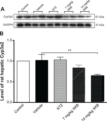 Figure 8 Effect of oral administration of XKB on expression of rat hepatic Cyp3a2.