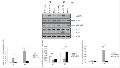 Figure 11. GD-SH-01 activates the AMPK signaling pathway in SK cells. p-AMPK, AMPK, p-RPS6KB and ACTB expression levels were analyzed in mock-, HEP-Flury- and GD-SH-01-infected SK cells 24 and 48 hpi and are represented here as p-AMPK to AMPK and p-RPS6KB to ACTB ratios. Mean ± SD of 3 independent experiments. Two-way ANOVA: **, P < 0.01; ***, P < 0.001