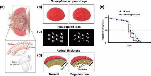 Figure 2. Traditional methods for evaluating neurodegeneration using Drosophila. (A) The dorsal view of the head of Drosophila and a cross-sectional view of the visual system. 700–800 ommatidia are aligned in the retina. Each ommatidium has 8 types of photoreceptors: R1-6 project their axons to the first optic ganglion lamina, and R7-8 project their axons to the second optic ganglion medulla to transmit light information to the brain. (B-D) Structural defects observed in Drosophila compound eye (B), pseudopupil loss (C), and the retinal thickness and vacuolization (D) provide simple methods for evaluating the cytotoxicity of disease-associated proteins. (E) Life span analysis. The Kaplan-Meier survival curve is used to compare the lifespan of different groups.