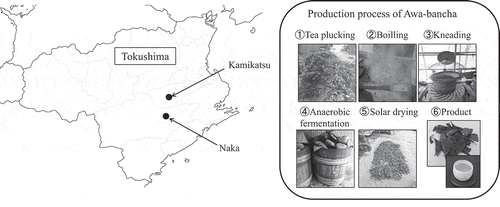 Figure 1. The production area and production process of Awa-bancha.
