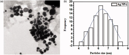 Figure 5. TEM images of (A) showing particles size distribution of AgNPs (B) Average particles size and size distribution of AgNPs.