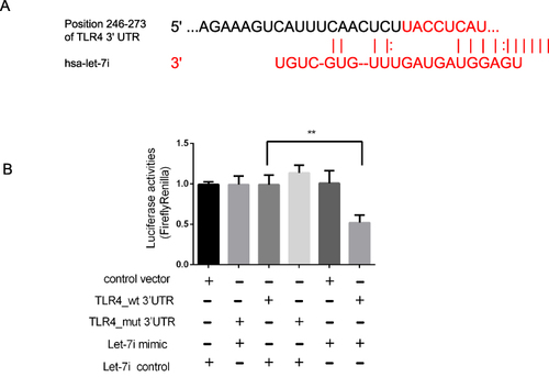 Figure 3 Identification of Let-7i mRNA targets. (A) Sequence alignment of Let-7i and its conserved target site in the TLR4 3′-UTR. (B) Luciferase activity, measured in Ishikawa cells with a dual-luciferase reporter assay. **P< 0.01.