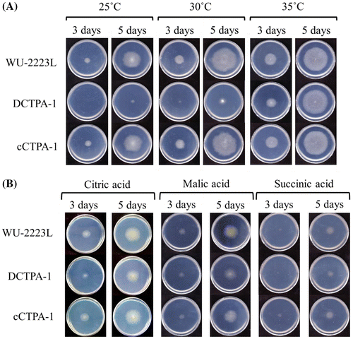 Fig. 5. Phenotypic characterization of a ctpA disruptant.