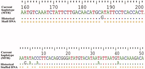 Figure 2. Mitochondrial D-loop sequence variation comparison in extant and historical wild gaur DNA samples.