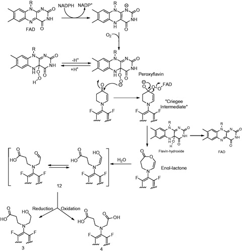 Figure 7. Mechanism of formation of metabolites 3 and 4 by FMO-catalyzed metabolism of 1 (Meng et al., Citation2015).