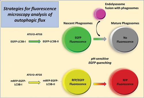 Figure 1. A schematic representation of the reporter mouse models (single-tagged EGFP-LC3, and tandem-tagged mRFP-EGFP-LC3) currently available for in vivo monitoring of autophagy. The transgene is driven by a CAG promoter in both models. The transgenic LC3 undergoes ATG5-mediated lipidation (with PE), and subsequently phagosome membrane-bound. EGFP exhibits acid-sensitive fluorescence quenching. Hence, only immature phagosomes generate fluorescence signal in the EGFP-LC3 model, while acidified autolysosomes (mature phagosomes) exhibits no fluorescence. RFP fluorescence is acid-insensitive; therefore, immature phagosomes exhibit RFP and EGFP fluorescence, while mature phagosomes exhibit RFP fluorescence only.