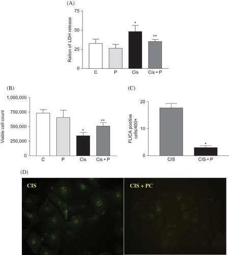 Figure 4.  (A) Effect of PC on cytotoxicity and viability in HK-2 cells. (A) LDH leakage was increased in vehicle with cisplatin-treated HK-2 cells. PC treatment reduced LDH leakage in cisplatin-treated HK-2 cells. (B) Viable cells were reduced by cisplatin treatment. PC treatment increased the survival of cisplatin-treated HK-2 cells. (C) Number of FLICA-positive cells, apoptotic cells. PC treatment reduced FLICA-positive cells. (D) Representative photomicrograph of FLICA staining results (original magnification 400×).Note: *p < 0.05 versus C, **p < 0.05 versus CIS.