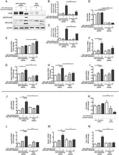 Figure 2. TFEB silencing counteracts trehalose-induced expression of autophagic genes. (a-n) NSC34 cells were transfected with Tfeb or non-targeting (as control) siRNAs and treated with 100 mM glucose or trehalose. (a) WB analysis was performed, and the bar graphs (b-c) represent the mean relative optical density of SQSTM1/p62 and MAP1LC3B-II:MAP1LC3B-I protein expression levels, respectively, performed with n = 3 independent samples. LC3-II:LC3-I ratio was calculated by densitometric analysis of both bands. (*** p < 0.001, two-way ANOVA with Tukey’s test.) (d-n) RT-qPCR for the following mRNA: Tfeb (d); Zkscan3 (e); Ppargc1a (f); Sqstm1/p62 (g); Lc3 (h); HspB8 (i); Ctsb (j); Gla (k); Lamp2A (l); Mcoln1 (m); Tpp1 (n); the bar graphs represent the relative fold induction of these genes normalized with Rplp0 mRNA levels. Data are means ± SD of 4 independent samples (** p < 0.005, *** p < 0.001, two-way ANOVA with Bonferroni’s test).