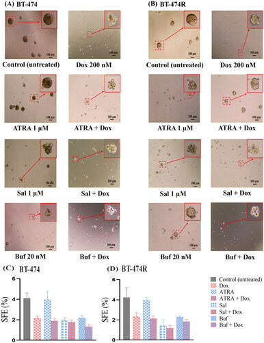 Figure 4. Representative images of mammospheres (A,B) and SEF (C,D) formed in BT-474 (A,C) and BT-474R (B,D) after treated with free ATRA (1 µM), Sal (1 µM), and Buf (0.02 µM) alone or in combination with Dox (0.1 µM) for 5 days. Data are mean ± SD from three independent experiments.