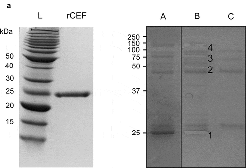 Figure 1. Identification of plasma proteins binding to rSpy0136/CEF. A. Recombinant CEF was expressed in E. coli and purified by immobilized metal affinity chromatography (IMAC), and size exclusion chromatography. The purity of rCEF was confirmed by SDS-PAGE. B. Purified rCEF was immobilized on sepharose beads and used for a pull-down experiment with human plasma. (a) Washed beads were loaded on a SDS-PAGE gel. (b) Gel slices extracted for mass spectrophotometry analysis. Mass-spectrometry results identified proteins: (1) rCEF, (2) fibrinogen β-chain, (3) C1r complement protein, C1s complement protein, Fibulin-1, (4) C4BPA, C3 complement protein. (c) Negative control of uncoupled Sepharose beads.