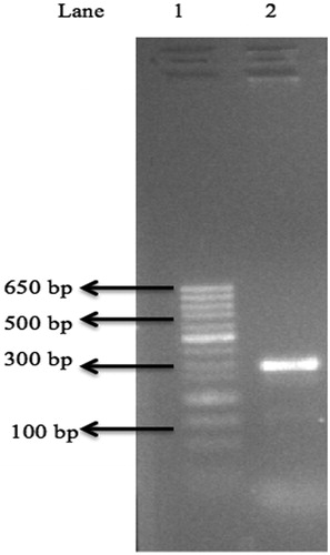 Figure 6. Agarose gel showing partial DehCTBmeg1 gene amplification using Groups I dehalogenase primers. Note: Lane1: minisizer 50 bp DNA lader; Lane2: dehI-f, dehI-r and CTBmeg1 genomic DNA (± 250bp).
