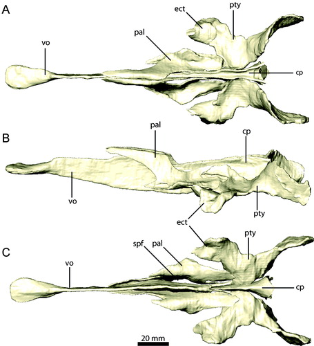 FIGURE 14. Palatal complex of Erlikosaurus andrewsi (IGM 100/111) in A, dorsal, B, left lateral, and C, ventral views. Abbreviations: cp, cultriform process; ect, ectopterygoid; pal, palatine; pty, pterygoid; spf, subsidiary palatal fenestra; vo, vomer.