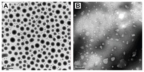 Figure 3 Transmission electron microscopy photographs of uncoated nanoemulsion (A) and coated nanoemulsion (B).