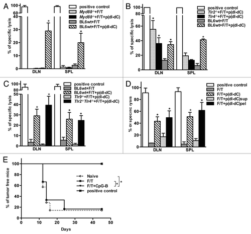 Figure 5. Reversal of immunogenicity is TLR9-dependent and relies on MyD88 signaling. (A-C) Wild type, Myd88−/− (A), Tlr2−/−, Tlr4−/−(B), Tlr2−/−Tlr4−/− or Tlr9−/− (C) C57BL/6 mice were primed on day 0 and boosted on day 3 with 1 × 106 p(dI-dC)-electroporated F/T B78OVA cells. Antigen-specific immune responses were analyzed by in vivo CTL assay on day 10. (D) 1 × 106 whole cells, soluble or particulate fractions from p(dI-dC)-electroporated F/T cells were injected into mice on days 0 and 3 and killing activity of CD8+ T cells was evaluated on day 10 as shown in (A). Pooled data from 2 independent experiments are shown with minimum of 3 mice per group. *p < 0.05 as compared with F/T group (Student’s t test). E. B78OVA cells were electroporated with CpG-B or with PBS as in Figure 4C and were subjected to F/T to induce necrosis. Mice were vaccinated with 1 × 106 F/T cells on days 0, 3 and were challenged on the opposite flank with 1 × 104 live B16OVA cells on day 7. As a control, naïve mice or mice vaccinated with γ-irradiated B78OVA cells were used and tumor-free survival was monitored. Data are pooled from 2 independent experiments. *p < 0.05 Log-Rank (Mantel-Cox) test.